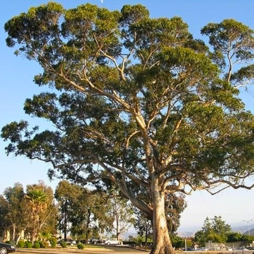 Nasiona-Eukaliptusa-Gałkowego-Eucalyptus-Globulus (6).png