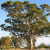 Nasiona-Eukaliptusa-Gałkowego-Eucalyptus-Globulus (6).png