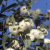 Nasiona-Eukaliptusa-Gałkowego-Eucalyptus-Globulus (5).png