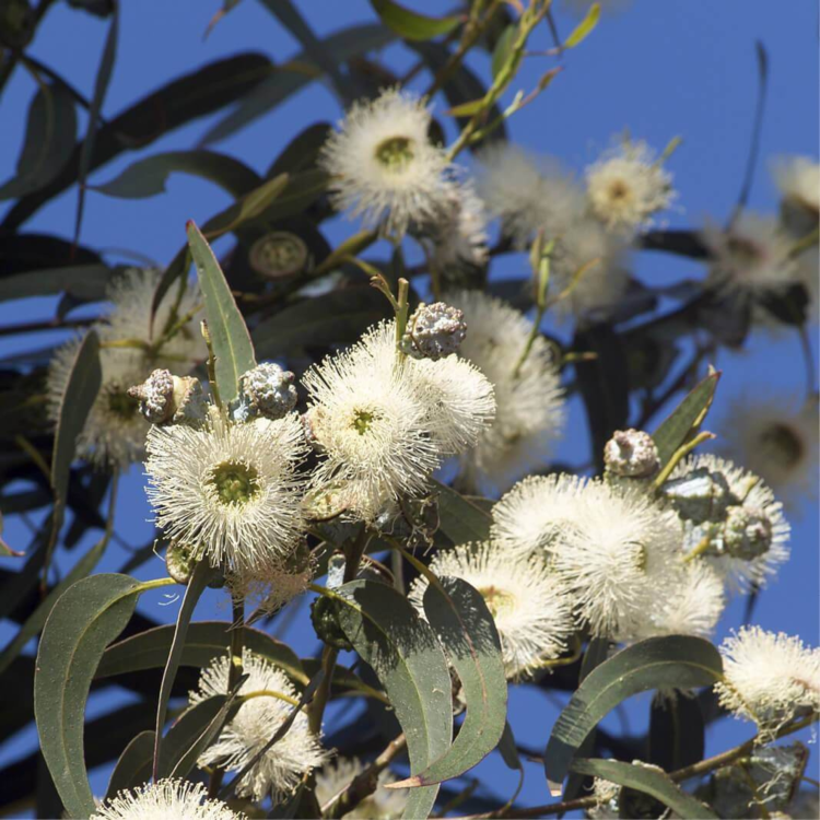 Nasiona-Eukaliptusa-Gałkowego-Eucalyptus-Globulus (5).png