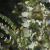 Nasiona-Eukaliptusa-Gałkowego-Eucalyptus-Globulus (4).png