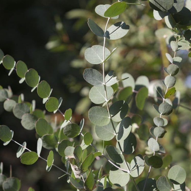 Nasiona-Eukaliptusa-Gałkowego-Eucalyptus-Globulus (4).png