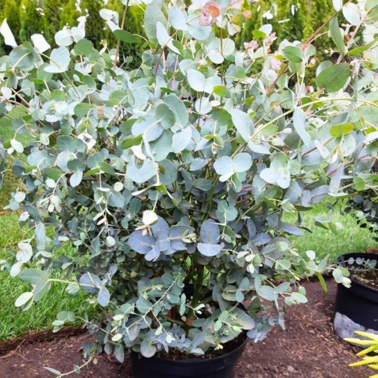 Nasiona-Eukaliptusa-Gałkowego-Eucalyptus-Globulus (2).png