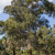 Nasiona-Eukaliptusa-Gałkowego-Eucalyptus-Globulus.png