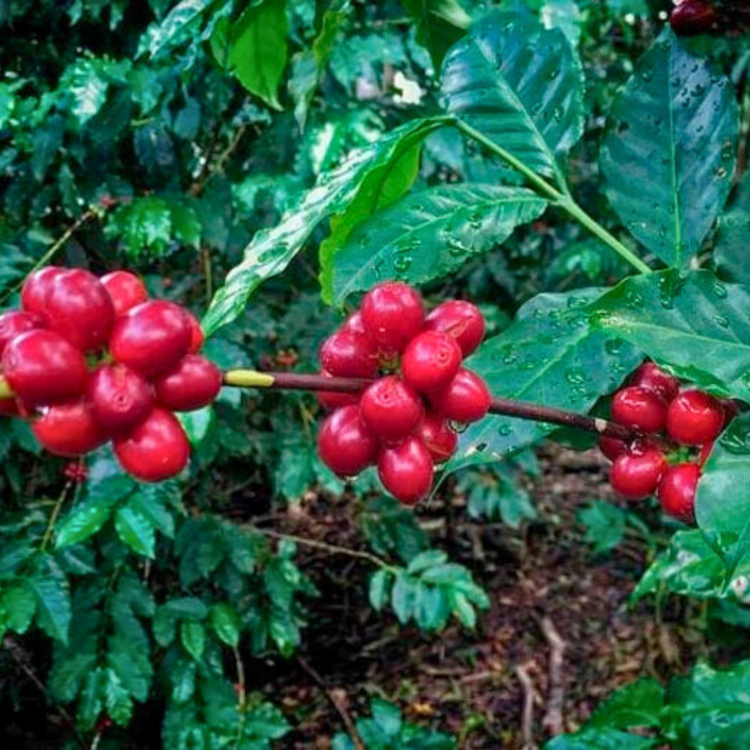 Nasiona-Kawy-Arabskiej-'Borbón'-Coffea-Arabica-'Borbón' (4).png