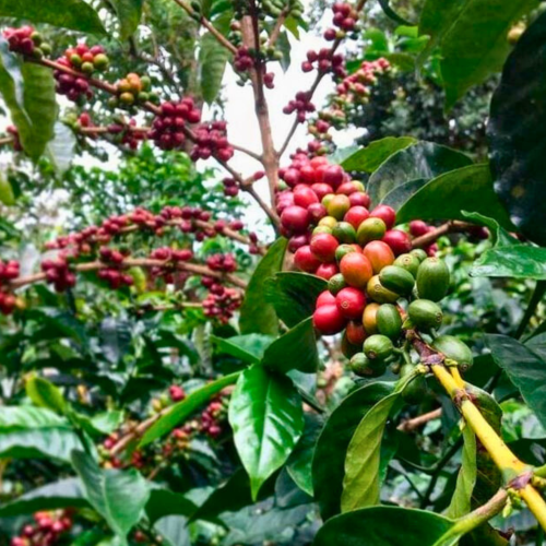 Nasiona-Kawy-Arabskiej-'Borbón'-Coffea-Arabica-'Borbón' (3).png