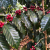 Nasiona-Kawy-Arabskiej-'Borbón'-Coffea-Arabica-'Borbón' (2).png