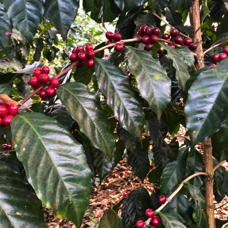 Nasiona-Kawy-Arabskiej-'Borbón'-Coffea-Arabica-'Borbón' (2).png