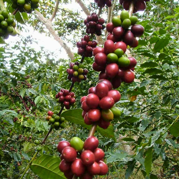 Nasiona-Kawy-Arabskiej-'Borbón'-Coffea-Arabica-'Borbón' (1).png