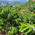 Nasiona-Kawy-Arabskiej-'Borbón'-Coffea-Arabica-'Borbón'.png