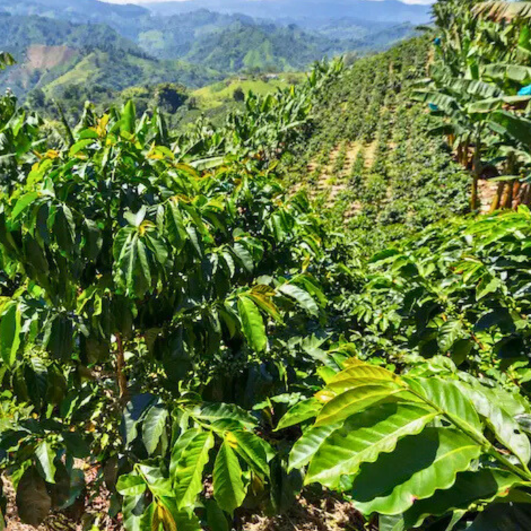 Nasiona-Kawy-Arabskiej-'Borbón'-Coffea-Arabica-'Borbón'.png