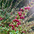 _Nasiona-Chilijskiej-Guawy-Ugni-Molinae (7).png