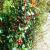 _Nasiona-Chilijskiej-Guawy-Ugni-Molinae (6).png