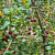 _Nasiona-Chilijskiej-Guawy-Ugni-Molinae (5).png