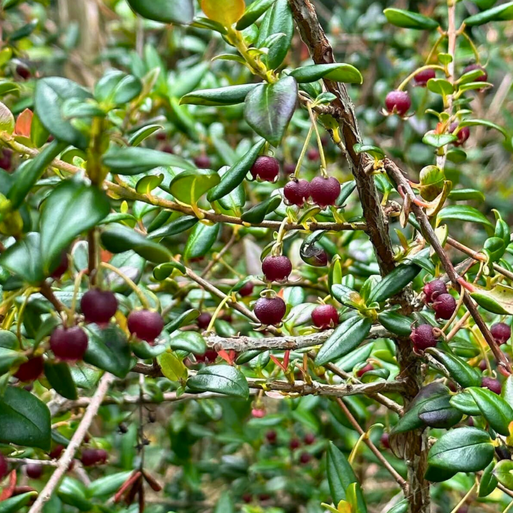 _Nasiona-Chilijskiej-Guawy-Ugni-Molinae (5).png