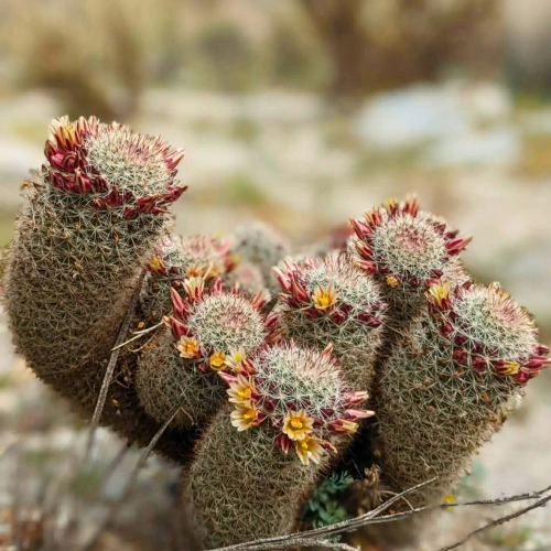 Nasiona-Kaktusa-Truskawkowego-Mammillaria-Dioica.png