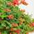 _Nasiona-Milinu-Amerykańskiego-Campsis-Radicans (5).png