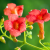 _Nasiona-Milinu-Amerykańskiego-Campsis-Radicans (4).png