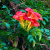 _Nasiona-Milinu-Amerykańskiego-Campsis-Radicans (3).png