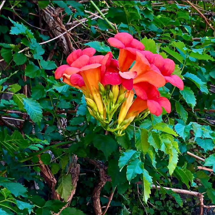 _Nasiona-Milinu-Amerykańskiego-Campsis-Radicans (3).png
