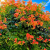 _Nasiona-Milinu-Amerykańskiego-Campsis-Radicans (2).png
