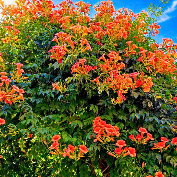 _Nasiona-Milinu-Amerykańskiego-Campsis-Radicans (2).png