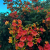 _Nasiona-Milinu-Amerykańskiego-Campsis-Radicans (1).png
