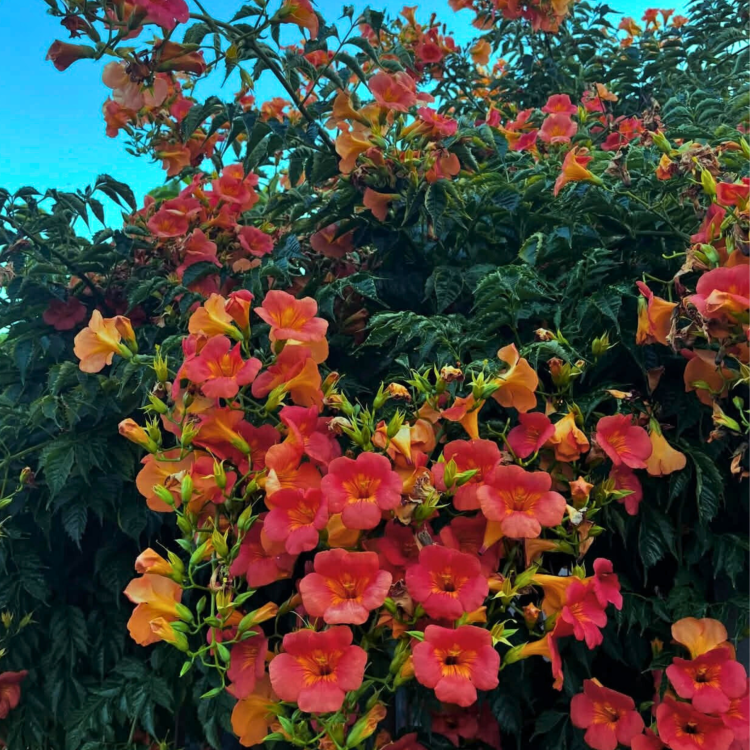 _Nasiona-Milinu-Amerykańskiego-Campsis-Radicans (1).png