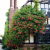 _Nasiona-Milinu-Amerykańskiego-Campsis-Radicans.png