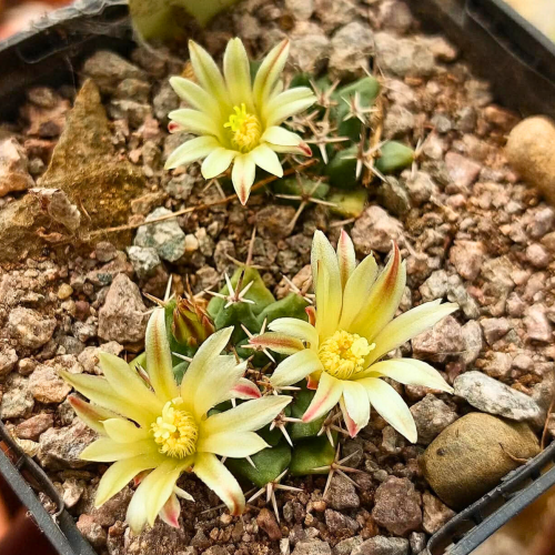 Nasiona-Kaktusa-Poduszeczki-Mammillaria-Peninsularis (6).png