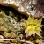 Nasiona-Kaktusa-Poduszeczki-Mammillaria-Peninsularis (5).png