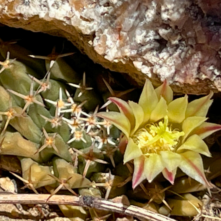 Nasiona-Kaktusa-Poduszeczki-Mammillaria-Peninsularis (5).png