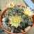 Nasiona-Kaktusa-Poduszeczki-Mammillaria-Peninsularis (4).png