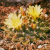 Nasiona-Kaktusa-Poduszeczki-Mammillaria-Peninsularis (3).png