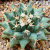 Nasiona-Kaktusa-Poduszeczki-Mammillaria-Peninsularis (2).png