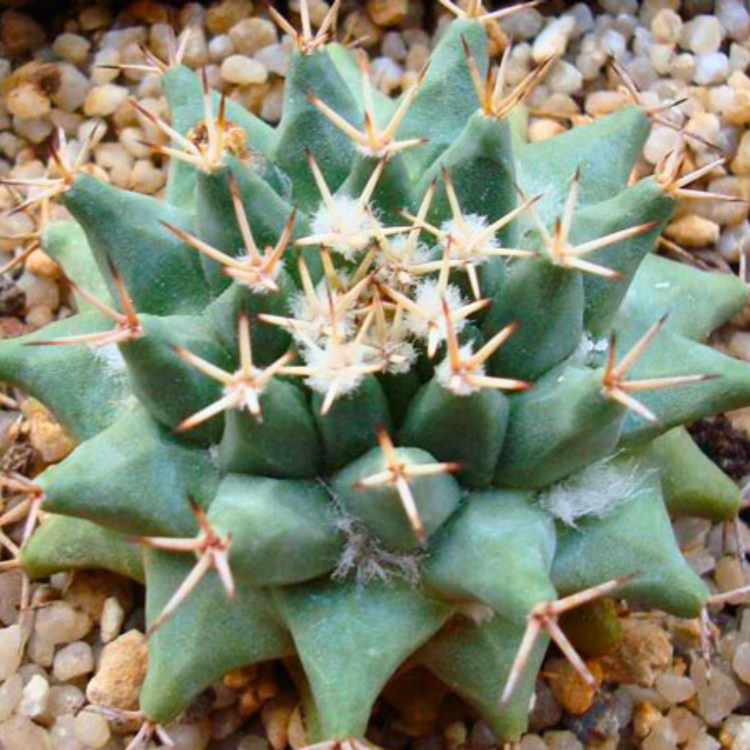 Nasiona-Kaktusa-Poduszeczki-Mammillaria-Peninsularis (2).png