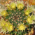 Nasiona-Kaktusa-Poduszeczki-Mammillaria-Peninsularis (1).png
