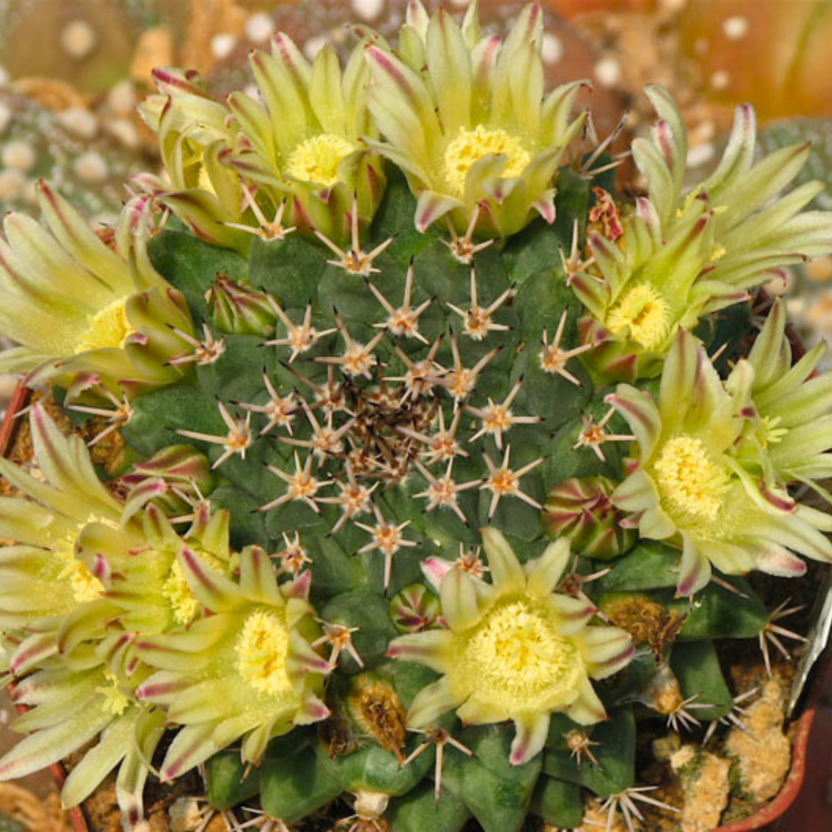 Nasiona-Kaktusa-Poduszeczki-Mammillaria-Peninsularis (1).png