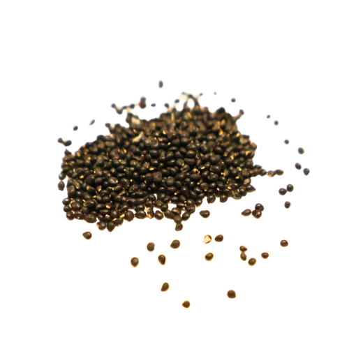 Nasiona-Kaktusa-Truskawkowego-Mammillaria-Dioica (7).png