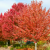 Nasiona-Klonu-Trójzębnego-Acer-Buergerianum (7).png
