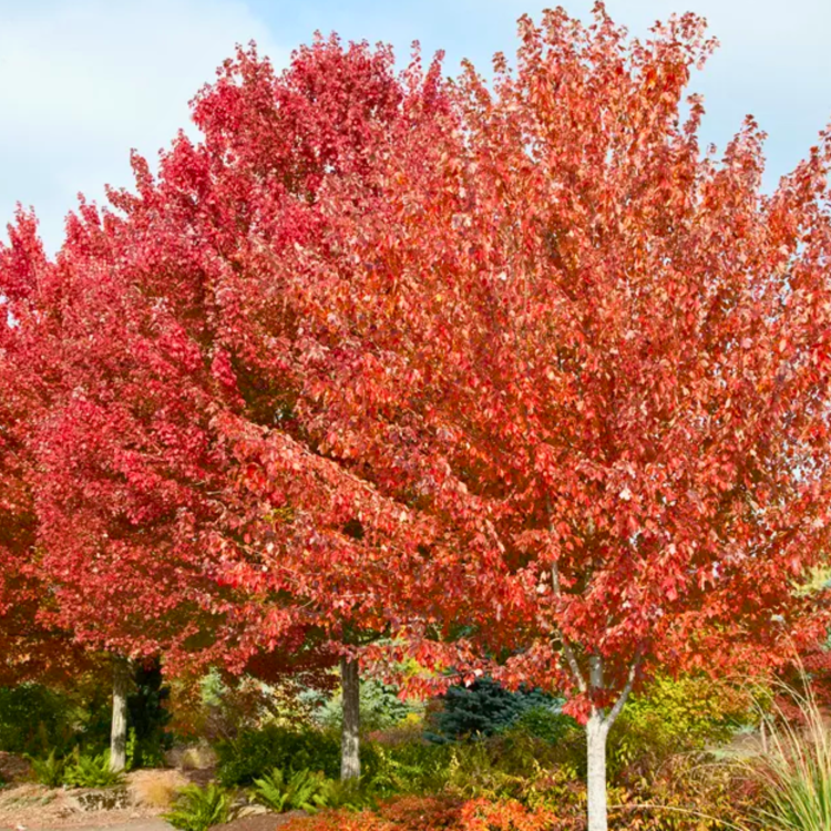 Nasiona-Klonu-Trójzębnego-Acer-Buergerianum (7).png