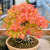 Nasiona-Klonu-Trójzębnego-Acer-Buergerianum (5).png