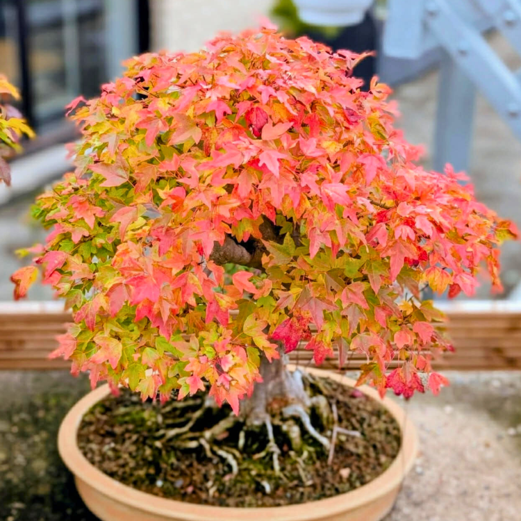 Nasiona-Klonu-Trójzębnego-Acer-Buergerianum (5).png