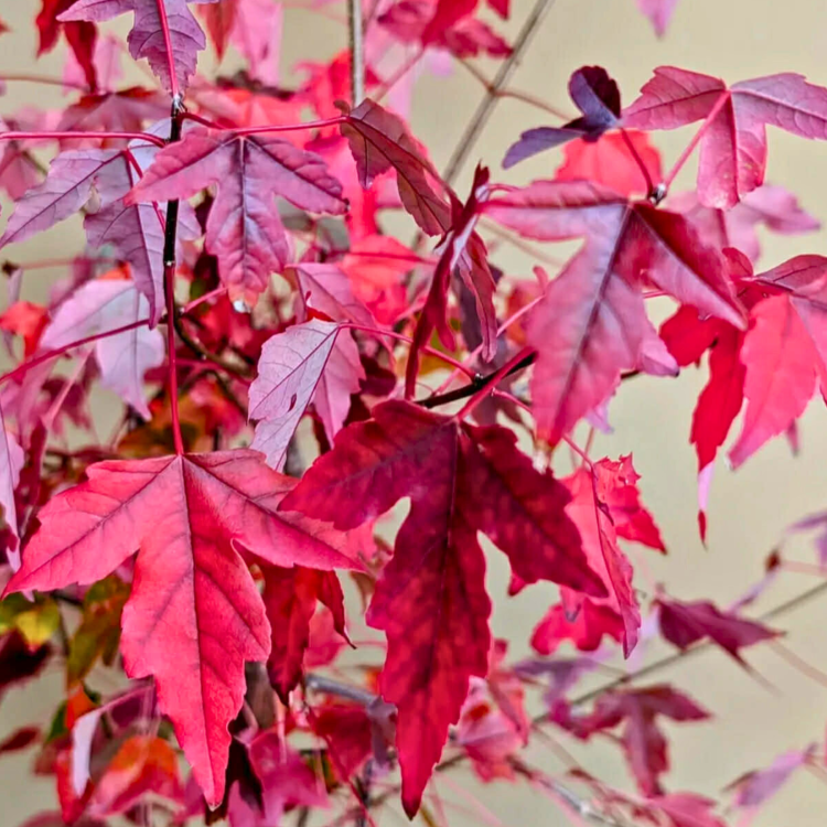 Nasiona-Klonu-Trójzębnego-Acer-Buergerianum (3).png