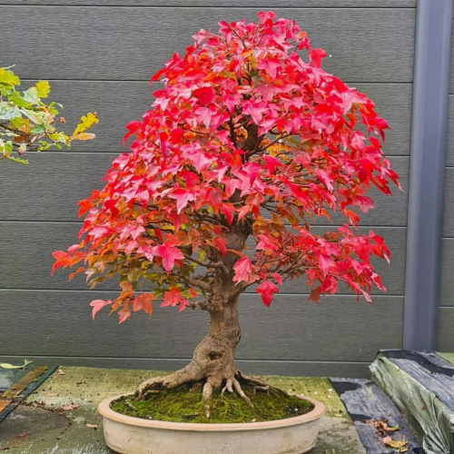 Nasiona-Klonu-Trójzębnego-Acer-Buergerianum (2).png