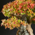 Nasiona-Klonu-Trójzębnego-Acer-Buergerianum (1).png
