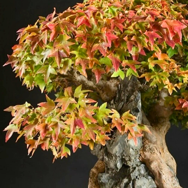 Nasiona-Klonu-Trójzębnego-Acer-Buergerianum (1).png