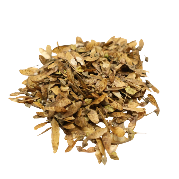 Nasiona-Klonu-Trójzębnego-Acer-Buergerianum.png