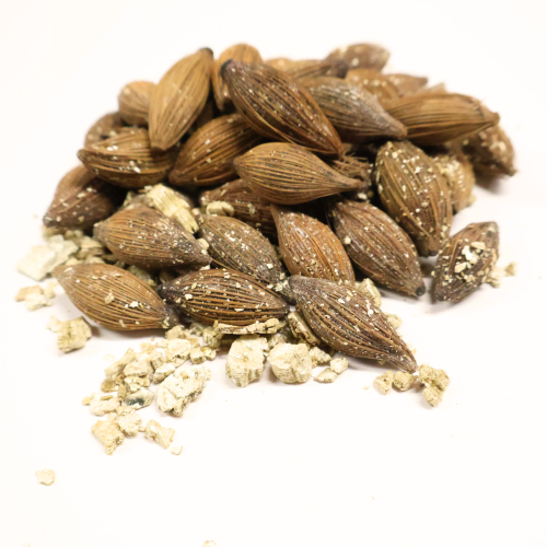 Nasiona-Palmy-Pinang-Pinanga-Malaiana  (4).png