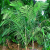Nasiona-Palmy-Pinang-Pinanga-Malaiana  (3).png